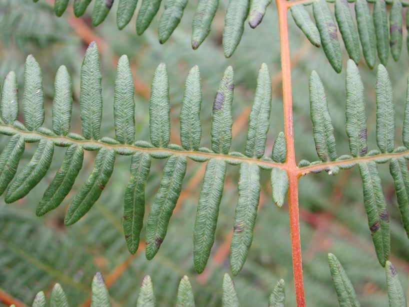 Dennstaedtiaceae Pteridium arachnoideum